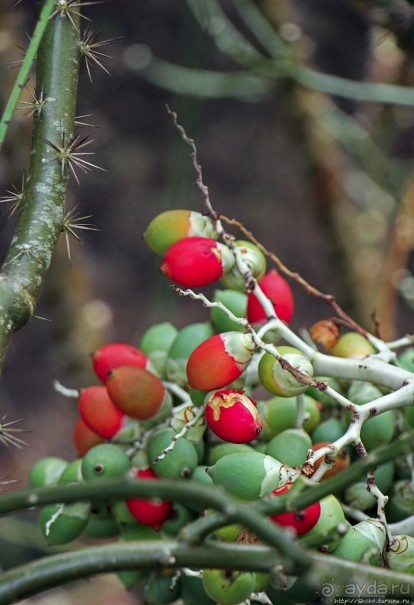 Заповедник дикой природы — барбадосский вариант