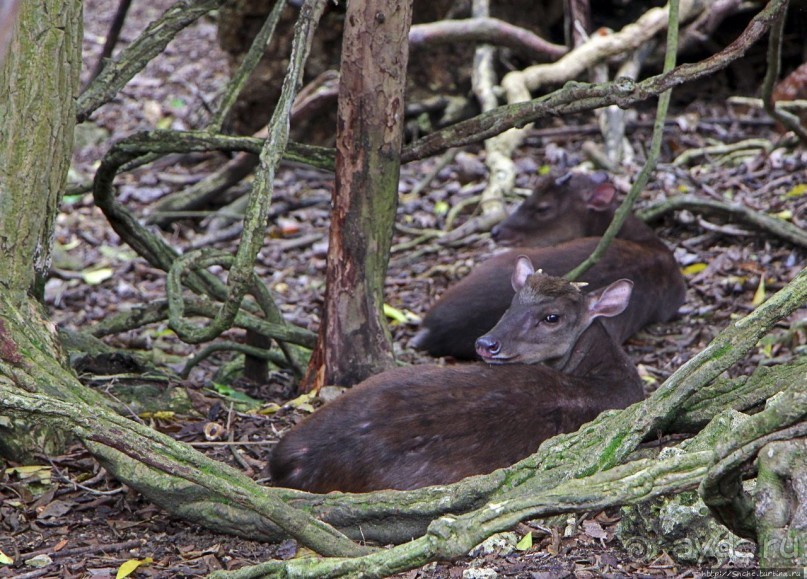 Заповедник дикой природы — барбадосский вариант