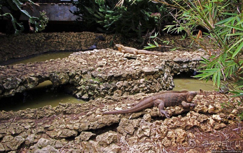 Заповедник дикой природы — барбадосский вариант