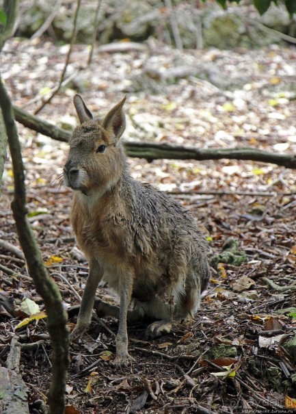Заповедник дикой природы — барбадосский вариант