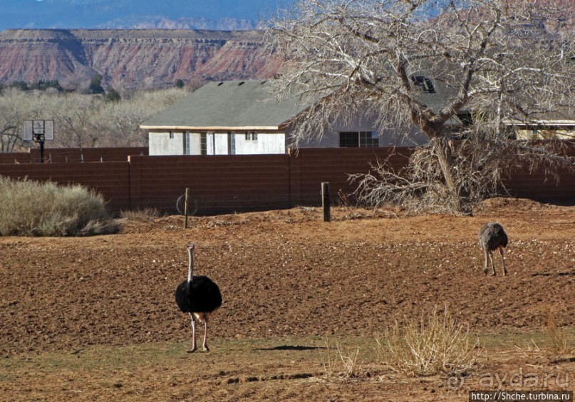 Альбом отзыва "Спрингдэйл — ворота в национальный парк Зион"