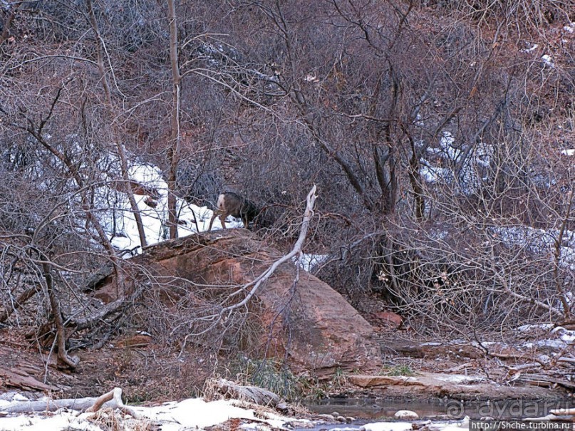 "А пока-пока-по камушкам" река North Fork Virgin River течет