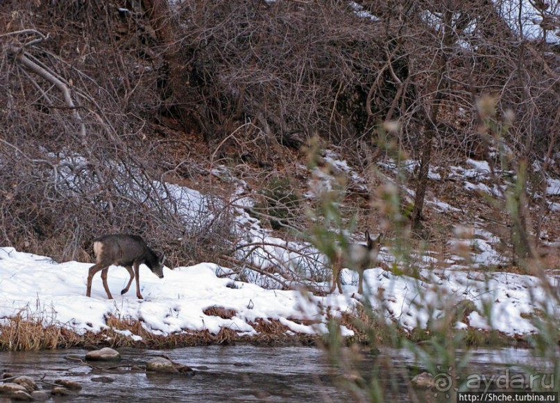 "А пока-пока-по камушкам" река North Fork Virgin River течет