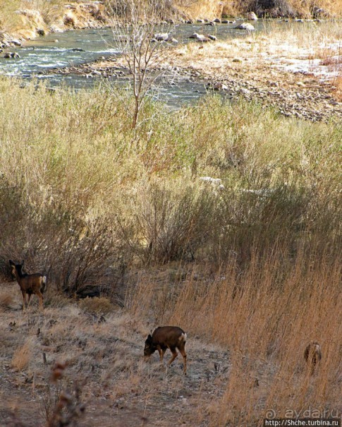 "А пока-пока-по камушкам" река North Fork Virgin River течет