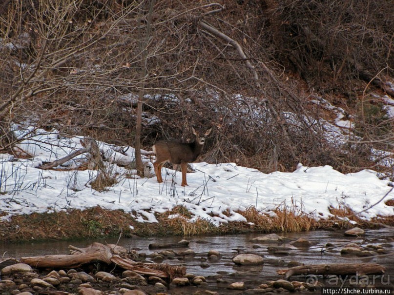 "А пока-пока-по камушкам" река North Fork Virgin River течет
