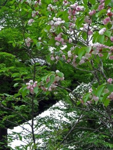 Еще один древний (8 век) храм медицины в Наре