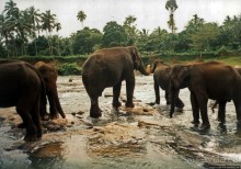 Танцующий бес памяти