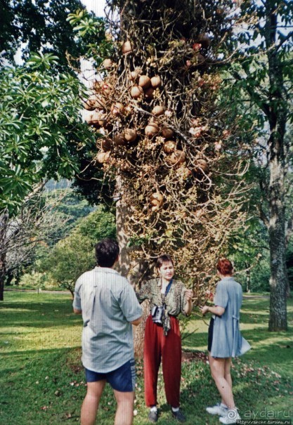 Танцующий бес памяти