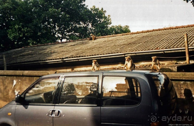 Танцующий бес памяти