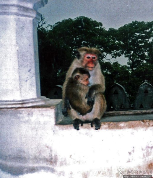 Танцующий бес памяти