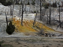 Террасы Мамонтовых горячих источников (Mammoth Hot Spring)
