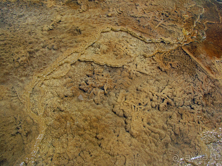 Террасы Мамонтовых горячих источников (Mammoth Hot Spring)