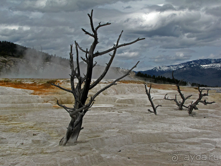 Террасы Мамонтовых горячих источников (Mammoth Hot Spring)