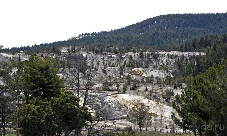 Террасы Мамонтовых горячих источников (Mammoth Hot Spring)