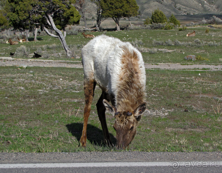 Террасы Мамонтовых горячих источников (Mammoth Hot Spring)
