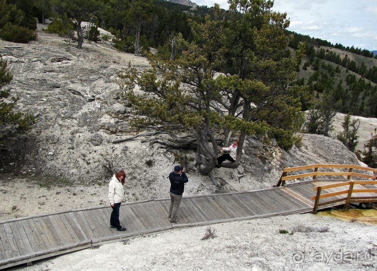 Террасы Мамонтовых горячих источников (Mammoth Hot Spring)