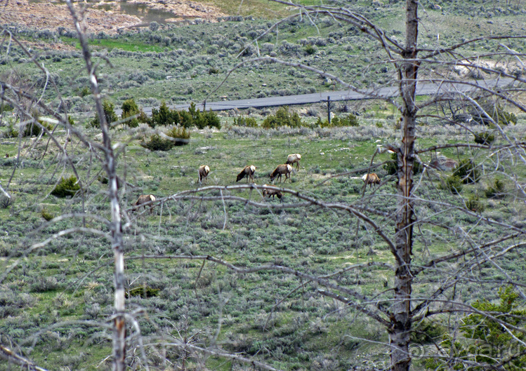 Террасы Мамонтовых горячих источников (Mammoth Hot Spring)