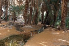 Альбом отзыва "Ах какой был в пустыне... — настоящий оазис"