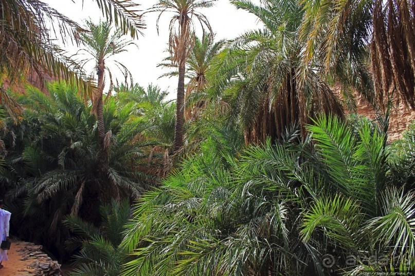 Альбом отзыва "Ах какой был в пустыне... — настоящий оазис"