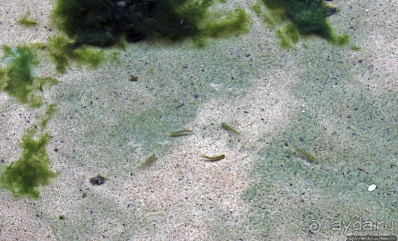 Альбом отзыва "Ах какой был в пустыне... — настоящий оазис"