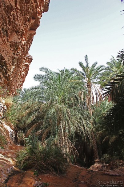 Альбом отзыва "Ах какой был в пустыне... — настоящий оазис"