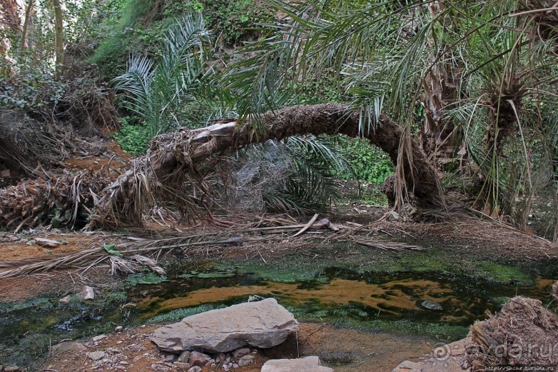 Альбом отзыва "Ах какой был в пустыне... — настоящий оазис"