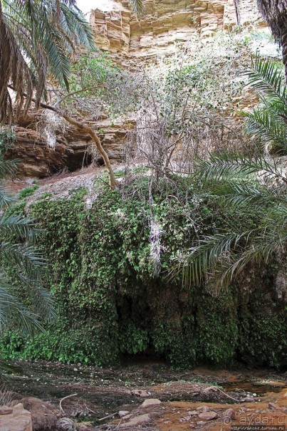 Альбом отзыва "Ах какой был в пустыне... — настоящий оазис"