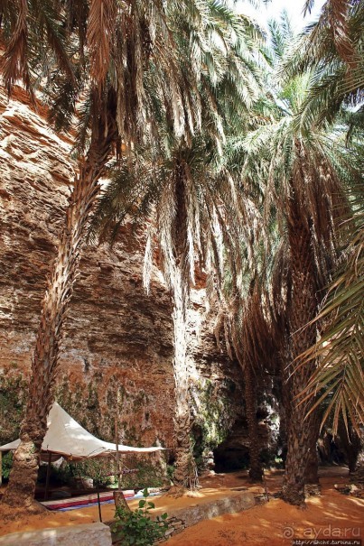 Альбом отзыва "Ах какой был в пустыне... — настоящий оазис"