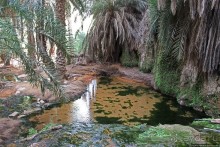 Альбом отзыва "Ах какой был в пустыне... — настоящий оазис"