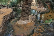 Альбом отзыва "Ах какой был в пустыне... — настоящий оазис"