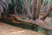 Альбом отзыва "Ах какой был в пустыне... — настоящий оазис"