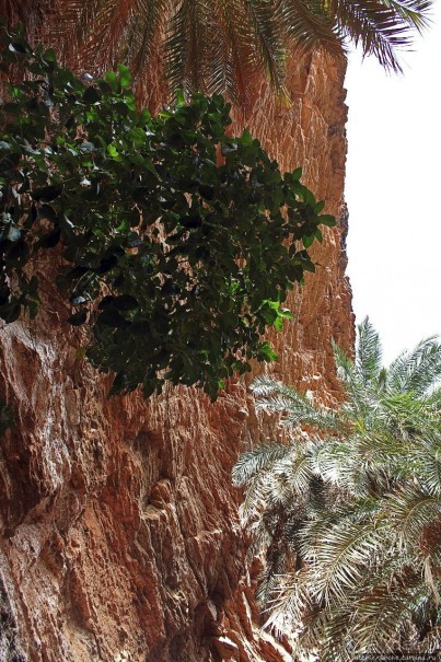 Альбом отзыва "Ах какой был в пустыне... — настоящий оазис"