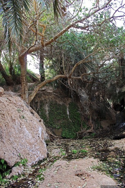 Альбом отзыва "Ах какой был в пустыне... — настоящий оазис"