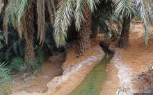 Альбом отзыва "Ах какой был в пустыне... — настоящий оазис"