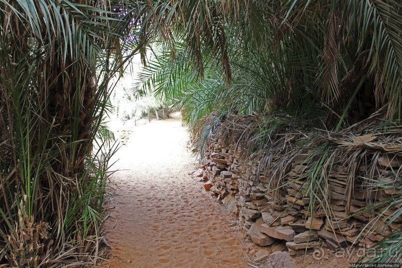 Альбом отзыва "Ах какой был в пустыне... — настоящий оазис"