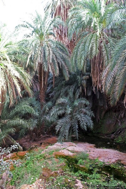 Альбом отзыва "Ах какой был в пустыне... — настоящий оазис"