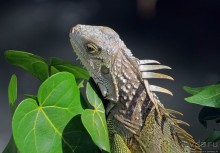 Неделя на Пуэрто-Рико. Интегральная заметка