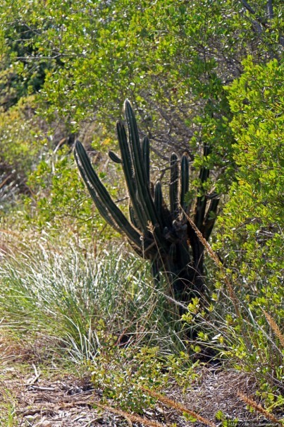 Неделя на Пуэрто-Рико. Интегральная заметка