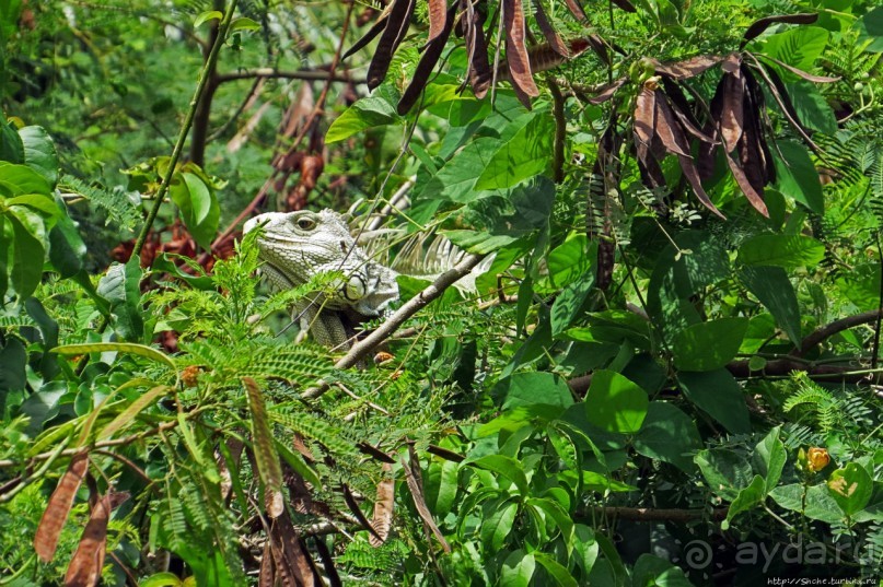 Неделя на Пуэрто-Рико. Интегральная заметка