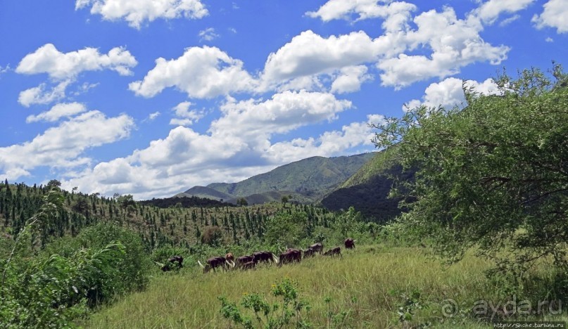 Горы Рувензори — практически не был, но побывал Горы Рувензори — практически не был, но побывал