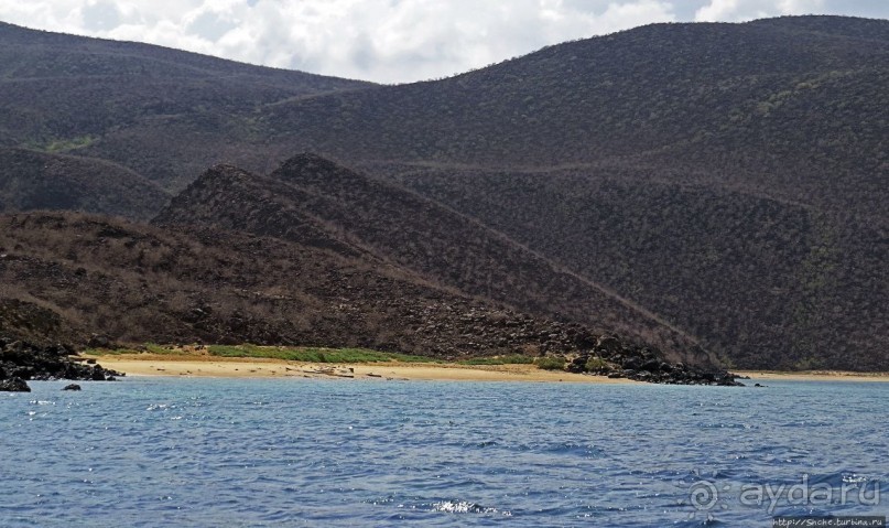 Обычная неудача — попытка наблюдения за китовыми акулами