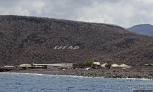 Обычная неудача — попытка наблюдения за китовыми акулами