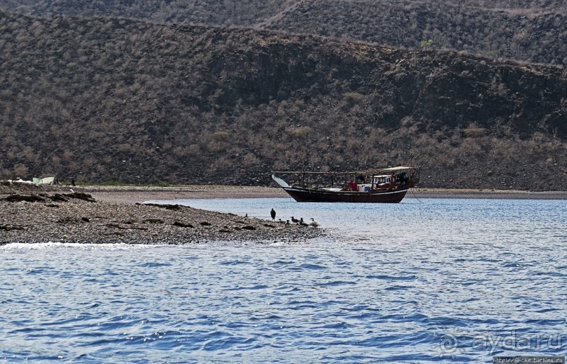 Обычная неудача — попытка наблюдения за китовыми акулами