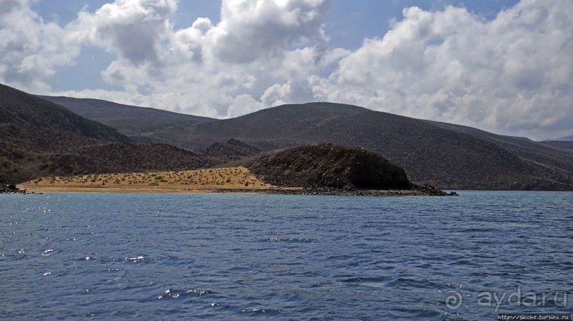 Обычная неудача — попытка наблюдения за китовыми акулами