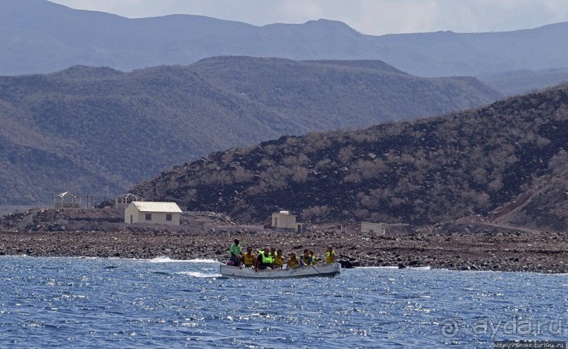 Обычная неудача — попытка наблюдения за китовыми акулами