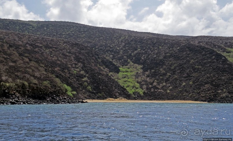 Обычная неудача — попытка наблюдения за китовыми акулами