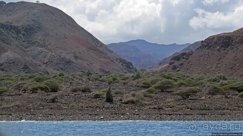 Обычная неудача — попытка наблюдения за китовыми акулами