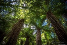 С севера на юг... Новая Зеландия с "Паганелями"