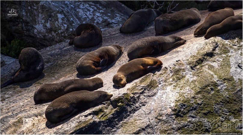 С севера на юг... Новая Зеландия с "Паганелями"