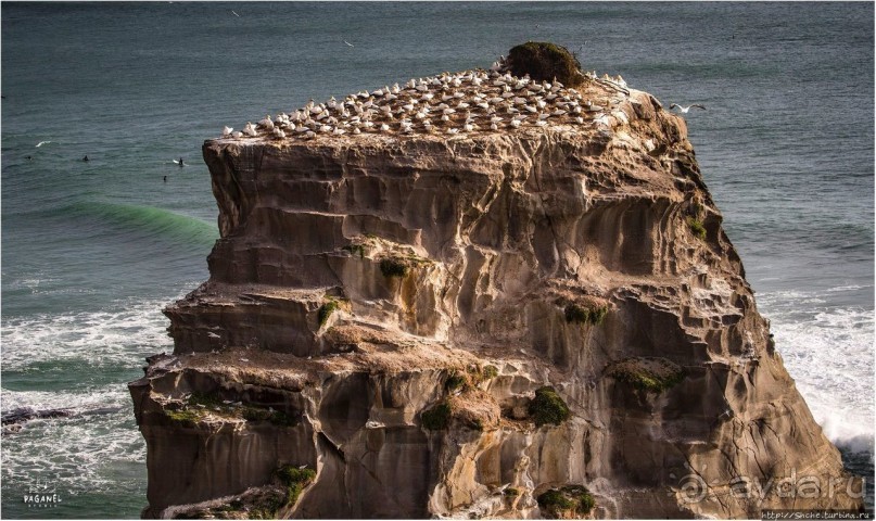 С севера на юг... Новая Зеландия с "Паганелями"
